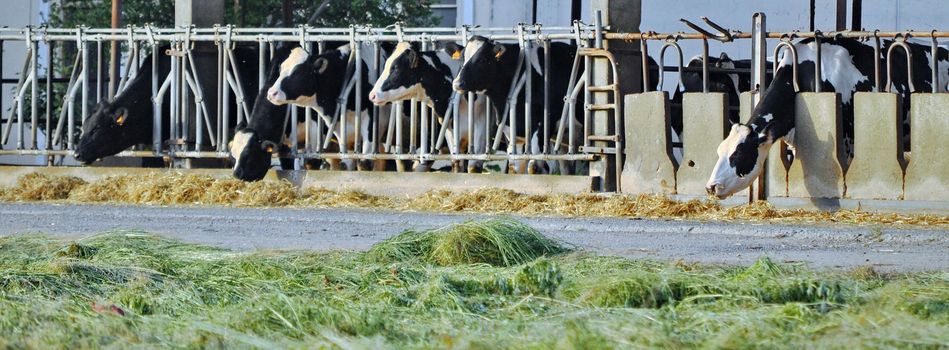 Row of feeding dairy cows in a stable on a farm, with shallow depth of field