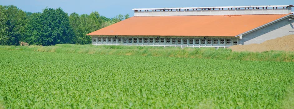 Orange barn sovrasting a crop green plantation