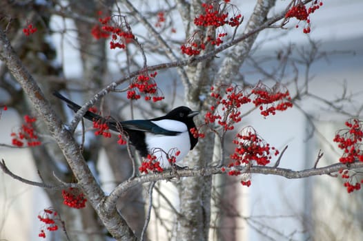 Magpie with rowanberries