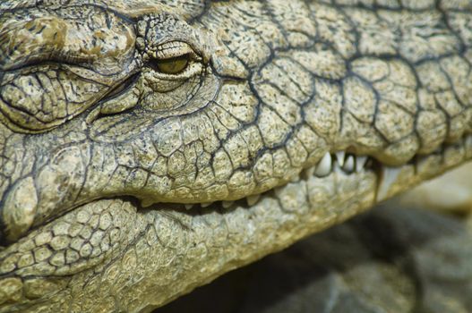closeup on crocodile head