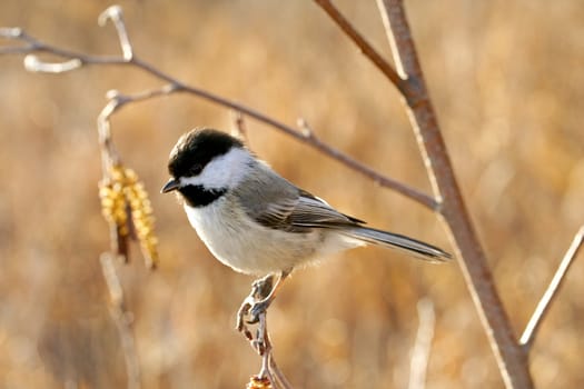 Black-capped chickadee perching on a twig in fall