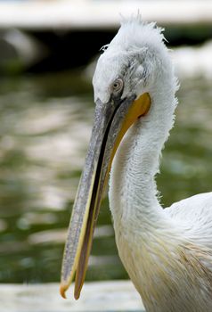 closeup on a beautiful pelican, on the lake