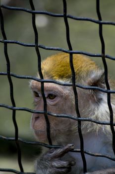 sad and lonely little monkey