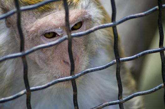 shy and very cute old monkey