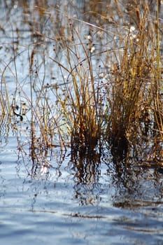 reed in water