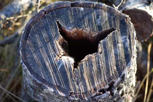 log with foxlike hole