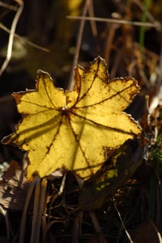 leaf in sunlight