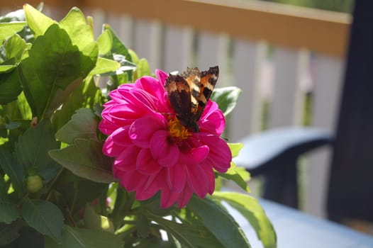 butterfly on flower