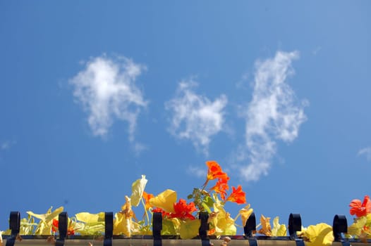 flowers and blue sky