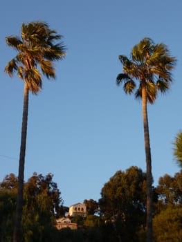 Two big palm trees over vegetation and houses by beautiful sunset