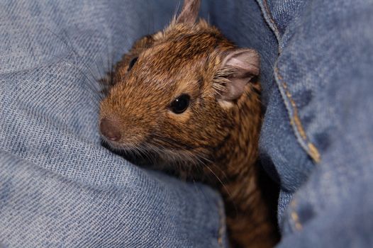 degu