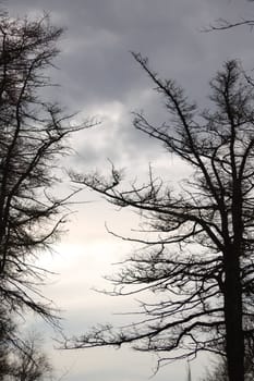 trees in contrast to sky