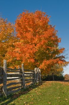 Colorful autumn maple tree in the country.