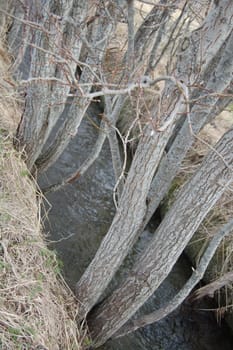 trees by river