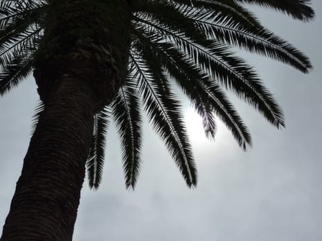 Black shadow of a big palm tree into the light by cloudy weather