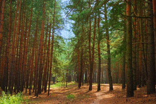 winding path through savannah forest with sun beams