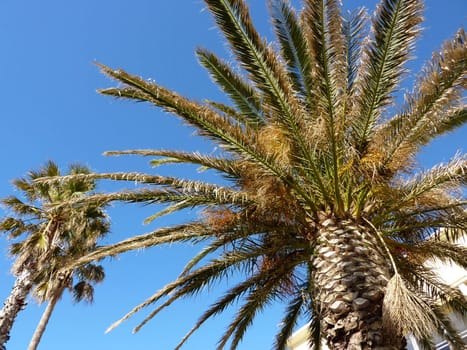 Two palm trees in front of a building by beautiful blue day