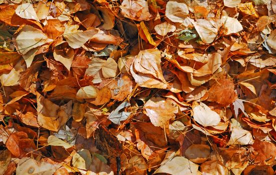 dry autumn leaves close up as a background
