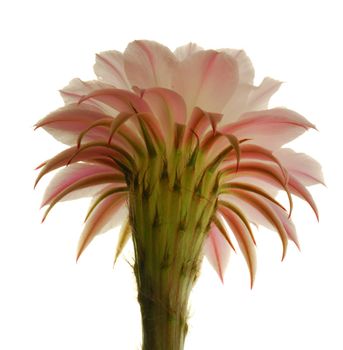 Echinopsis eyriesii, home cactus flower closeup