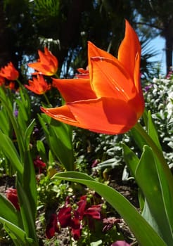 Red flowers tulips in a garden by beautiful sunny day