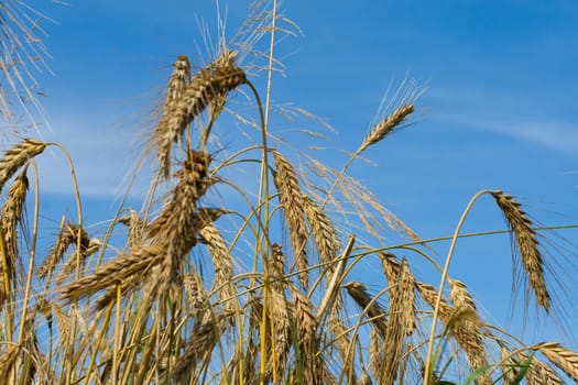close-up wheat ears on blue sky background