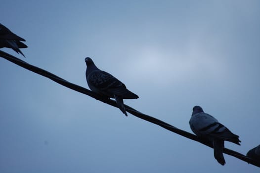 doves on a wire