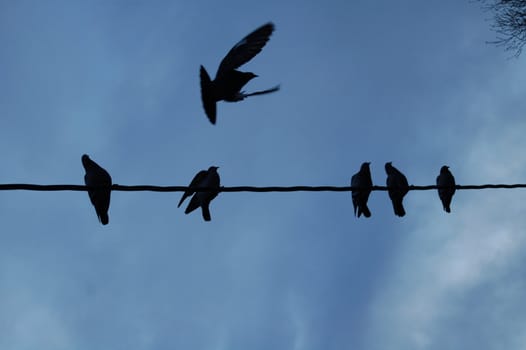 doves on a wire3