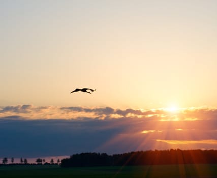 stork flying to dramatic sunset