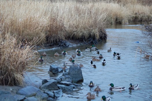 ducks in a stream