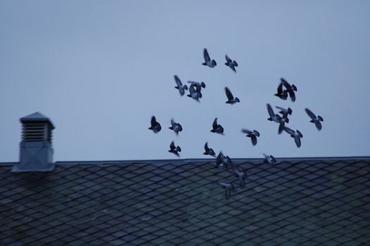 a flock of doves
