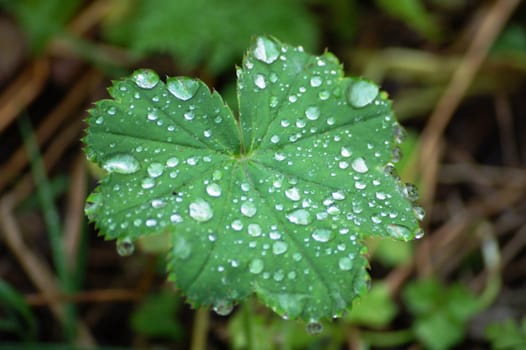 raindrops on a leaf