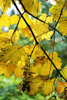 yellow leafs