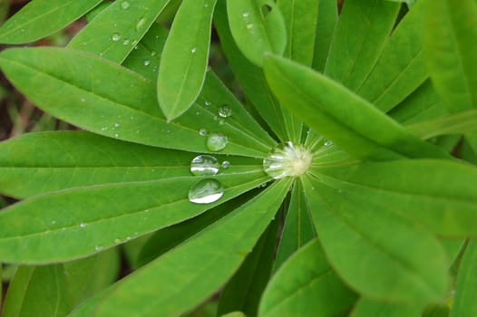 raindrops on a plant