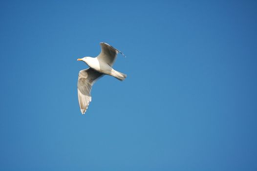 seagull