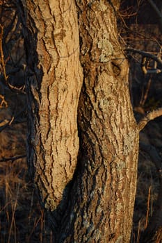 cuddeling tree-trunks