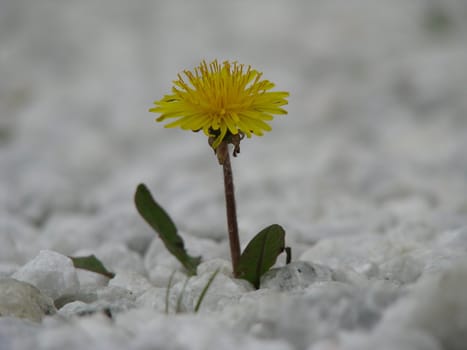 Dadelion on white gravel