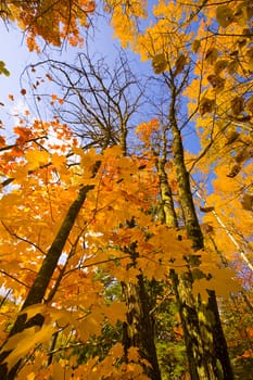 October gold maple and birch tree reaching to the sky in the north woods of Minnesota.