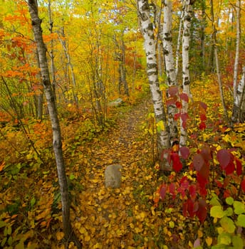 Leaf covered path through the North Woods of Minnesota in October