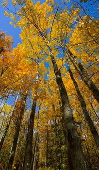 Tall Minnesota forest October golden and orange leaves under blue sky.