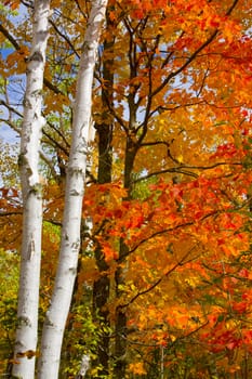 Birch trunks and October maple detail in the north woods of Minnesota