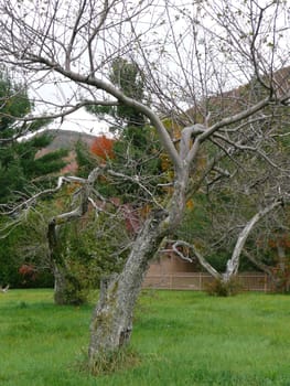 Dead apple tree in the middle of a lush green lawn.