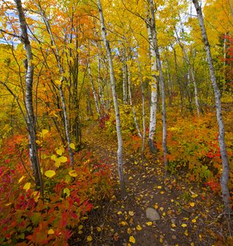 October trail through birch along the Superior hiking trail in Northern Minnesota