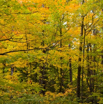 Wall of September trees in the North woods of Minnesota