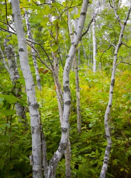 Young birch trees in September in the North Woods of Minnesota