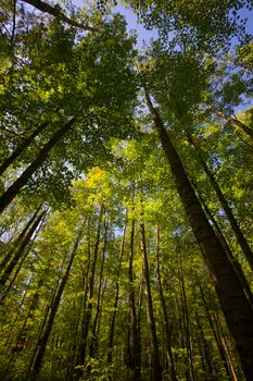 Tall September Forest in the North Woods of Minnesota