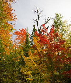 The Sax Zim Bog of Northern Minnesota in September