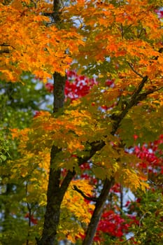 Orange over red and green in a detail of the North woods of Minnesota in September