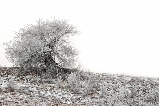 Beautiful winter scene with frozen single tree with space for text