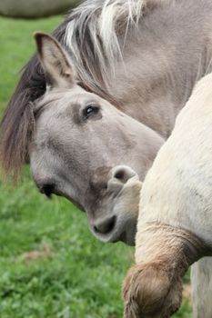 a tarpan horse scratching its leg