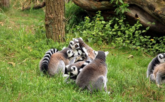 A ring-tailed lemur family is enjoying the sun. Familly of lemurs.